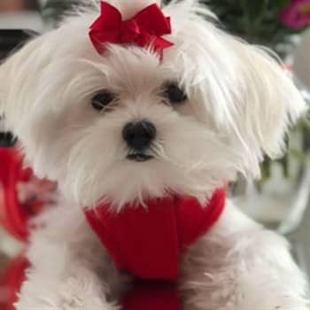 Maltese dog with a red bow