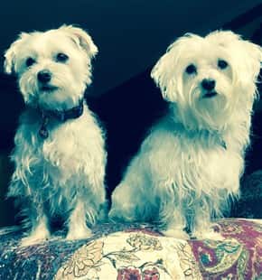 Maltese siblings