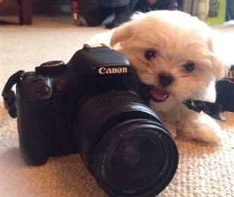 Young Maltese puppy