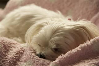 Maltese dog curled up and sleeping