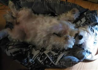 Maltese senior dog sleeping on back
