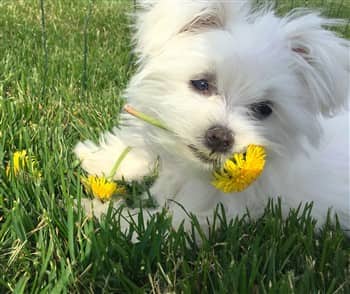 Maltese in the summer with dandelion