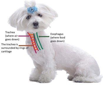 maltese-trachea-anatomy
