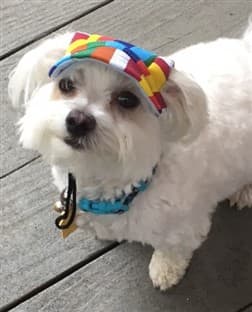 Maltese dog wearing a colorful hat