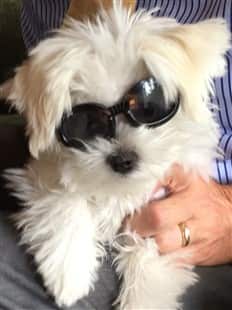 Maltese wearing sunglasses