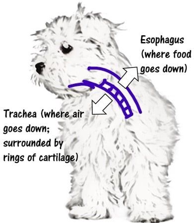 Maltese Collapsed Trachea