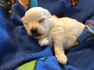 newborn Maltese sleeping - 3 weeks old