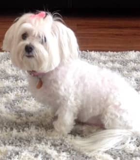 Older Maltese dog, 9 years, female