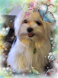 Pretty Maltese dog with butterflies