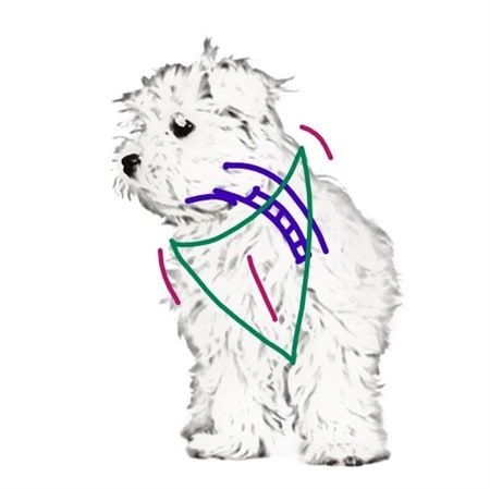prevent-maltese-collapsed-trachea