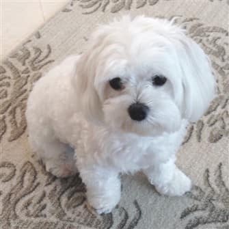 quiet-maltese-dog
