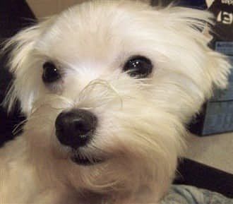 senior Maltese dog