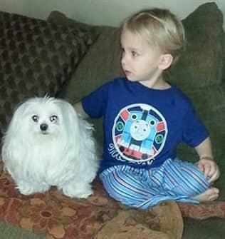 Senior Maltese dog, 9 years old