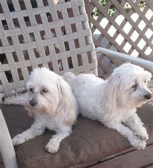 Two older Maltese dogs