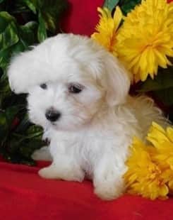 very cute Maltese puppy