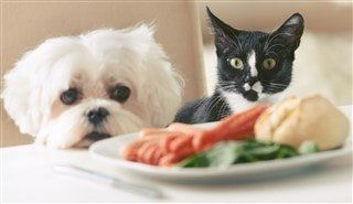 white Maltese with black cat