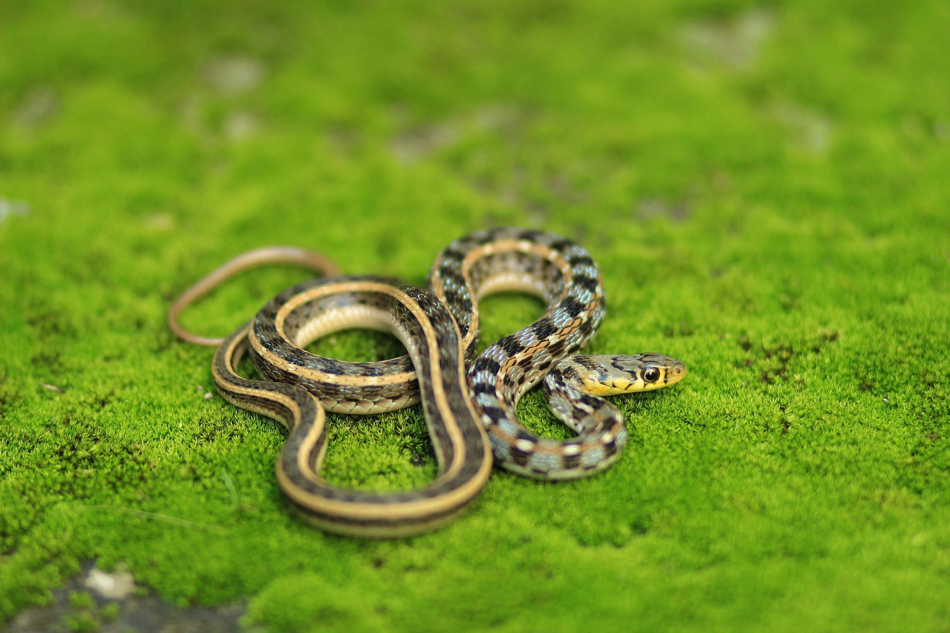 Snake removal services by Wipe-Out Pest Control LLC Logo