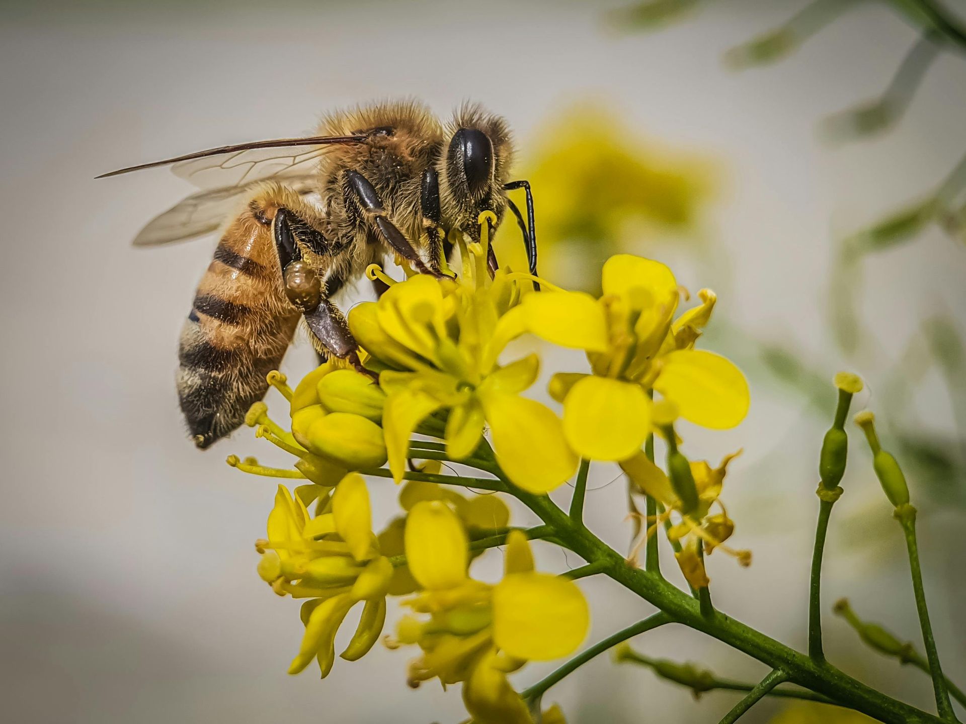 Safe bee removal by Wipe-Out Pest Control LLC in Edinburg, TX