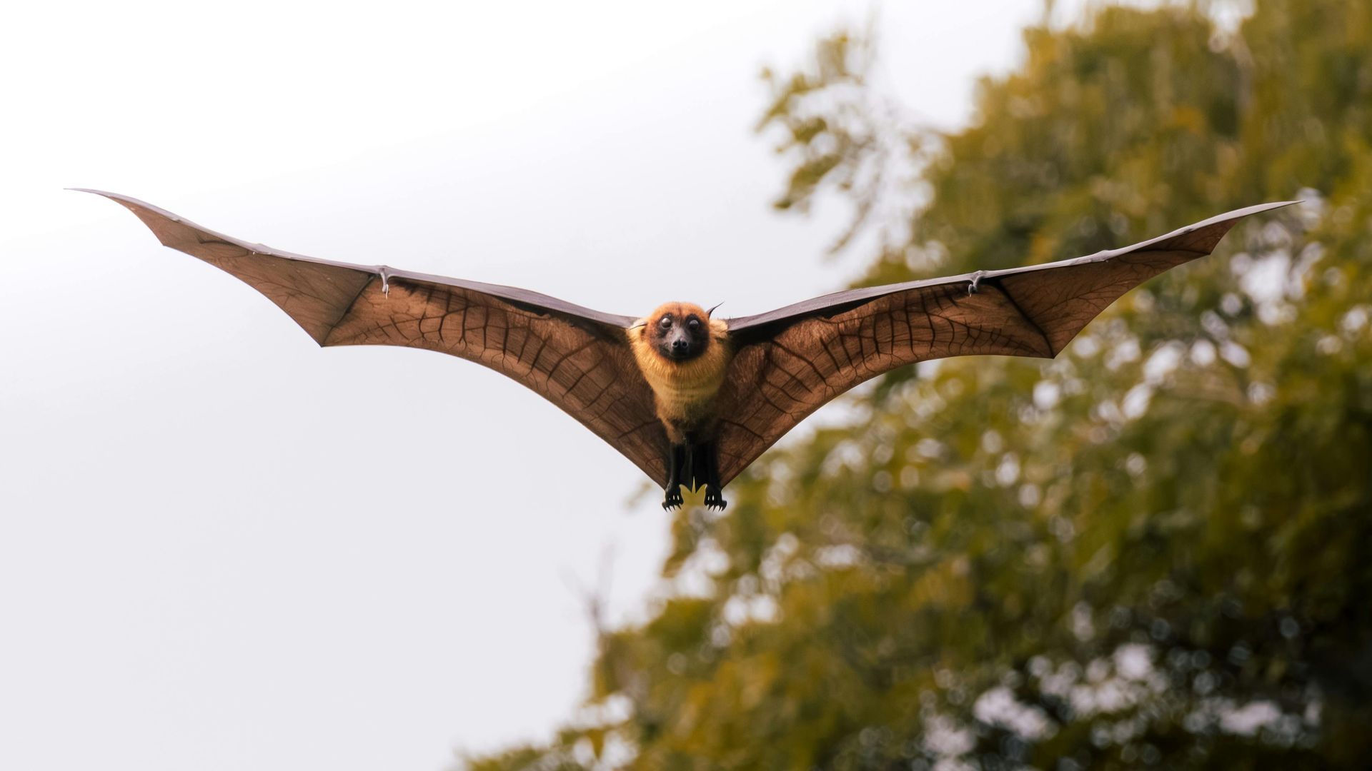 Wipe-Out Pest Control LLC safe bat removal service for homeowners in Edinburg, TX