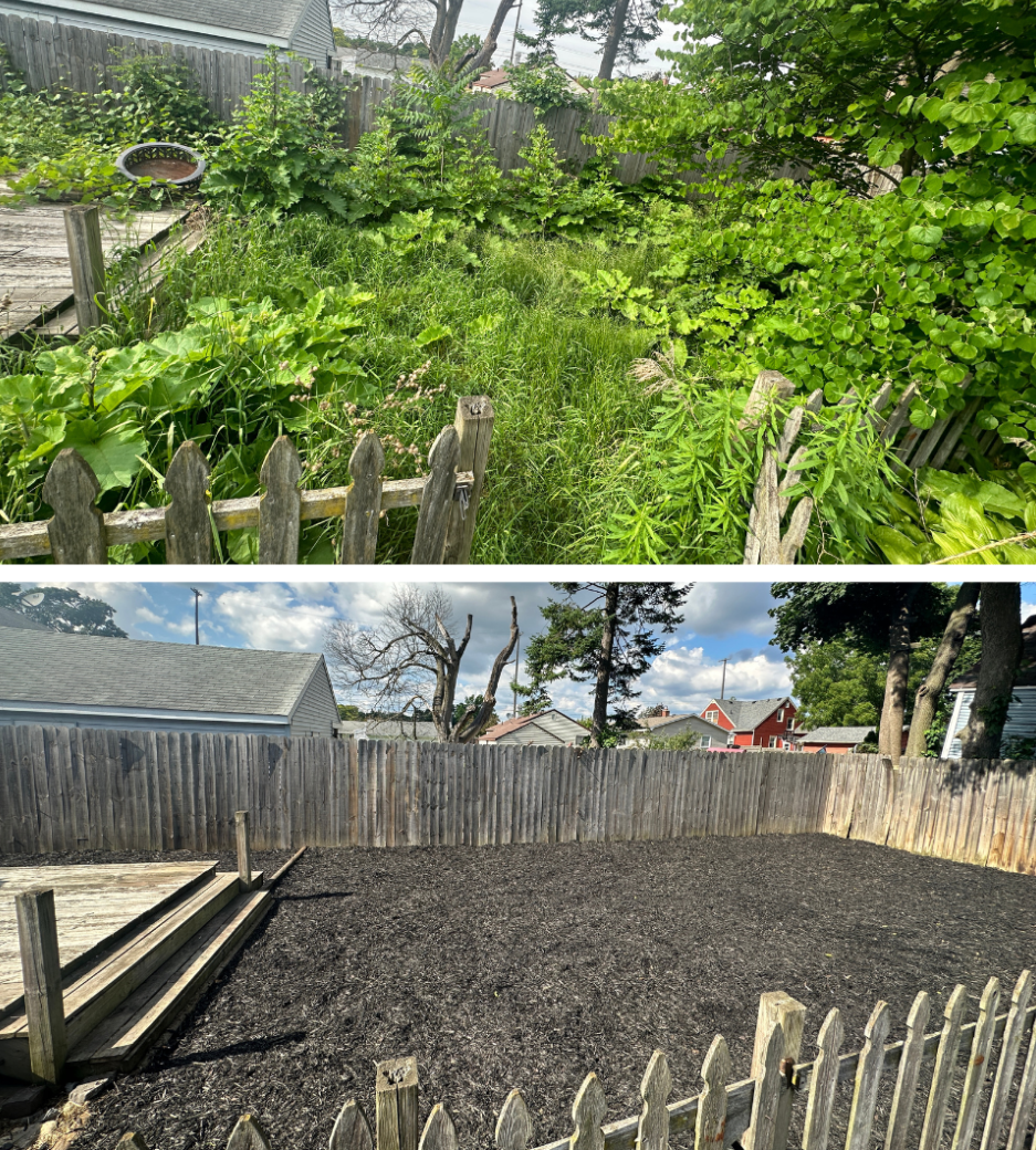 Overgrown backyard brush removal and full yard cleanup before and after in Lansing, Michigan