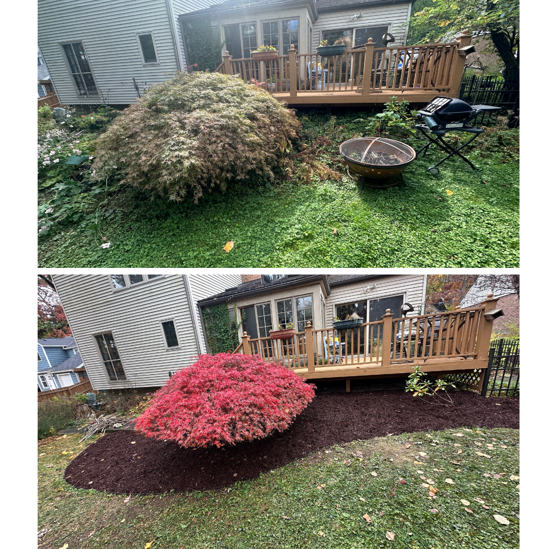 Landscape bed install in East Lansing, MI. Tasks included: removing weeds, trimming the tree, installing landscape fabric, cutting bed edges, and installing mulch.