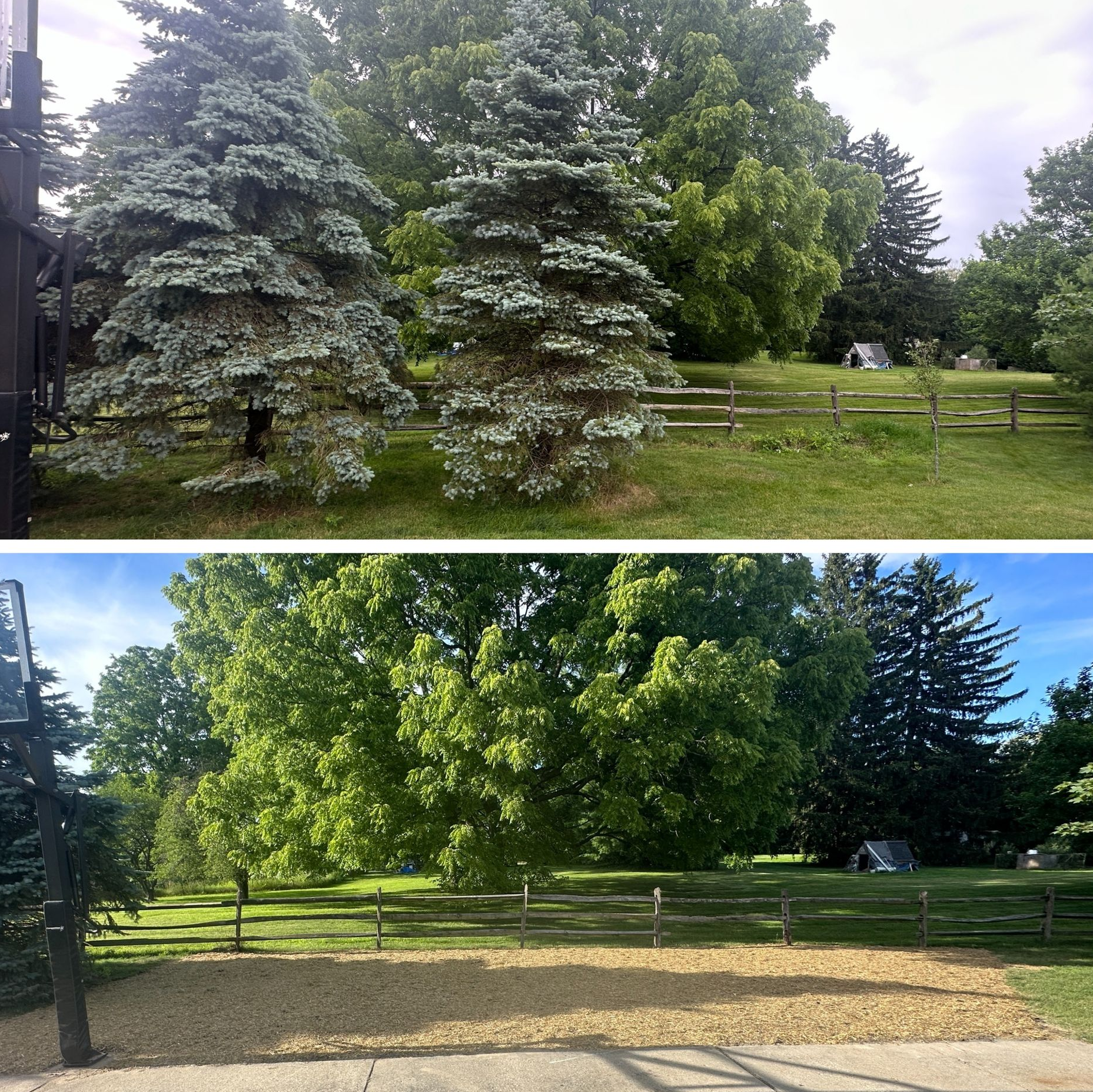 Tree removal and stump grinding project in DeWitt, Michigan, with cleared area, regrading, and straw-covered soil seeded for lawn restoration