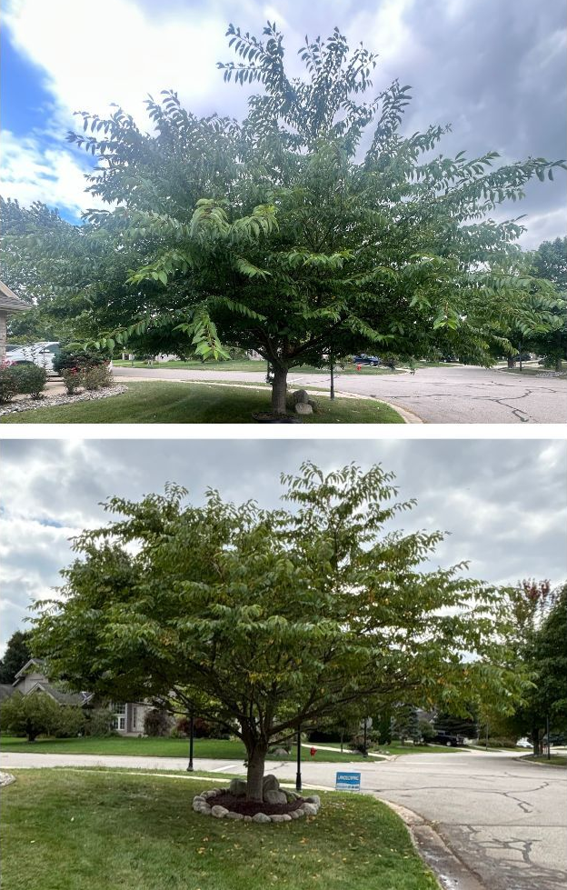 Tree trimming and canopy shaping at a residential property in Haslett MI