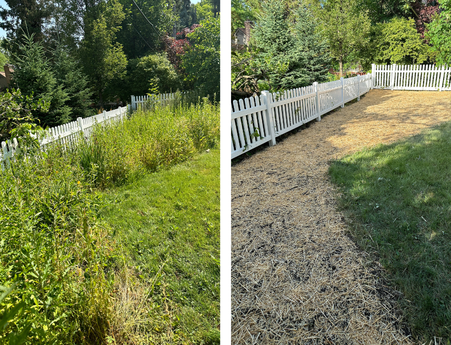 Overgrown landscape bed cleanup and brush removal in East Lansing, Michigan, restoring a neglected yard area along a fence line