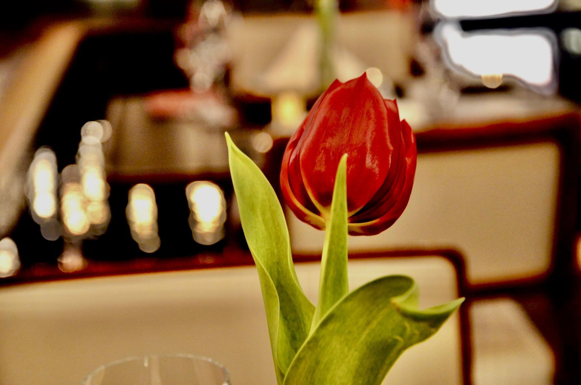Tulipa vermelha com folhas verdes, iluminada por uma luz suave, em um ambiente de restaurante.