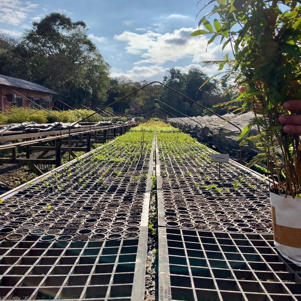 Fileiras de mudas em um viveiro, com uma mão segurando um vaso de plantas em primeiro plano.