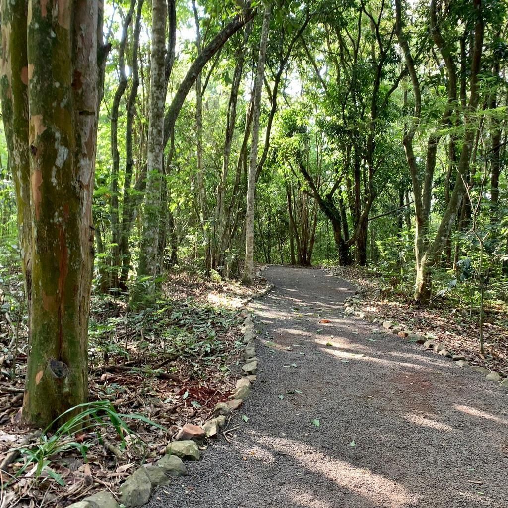 Uma trilha de cascalho serpenteia por uma floresta verdejante, com a luz do sol salpicada pelas árvores.