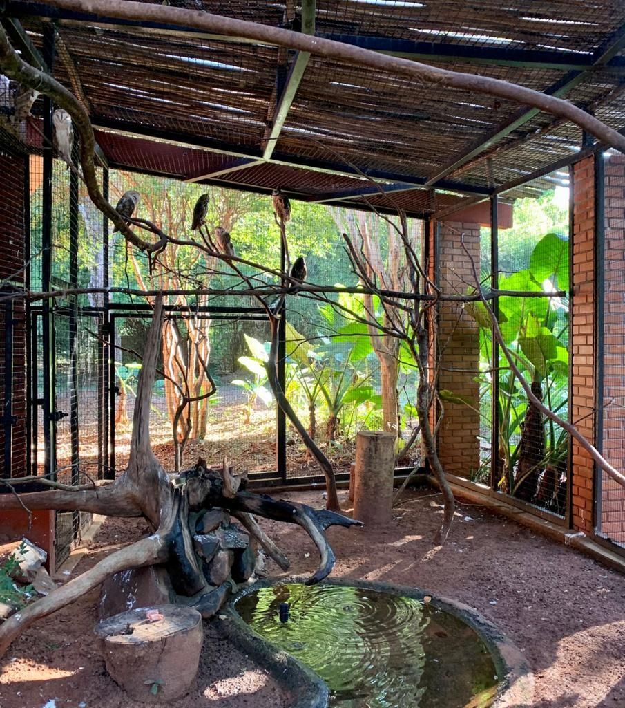 Pássaros empoleirados em um aviário ao ar livre com um lago, galhos de árvores e paredes de tijolos.