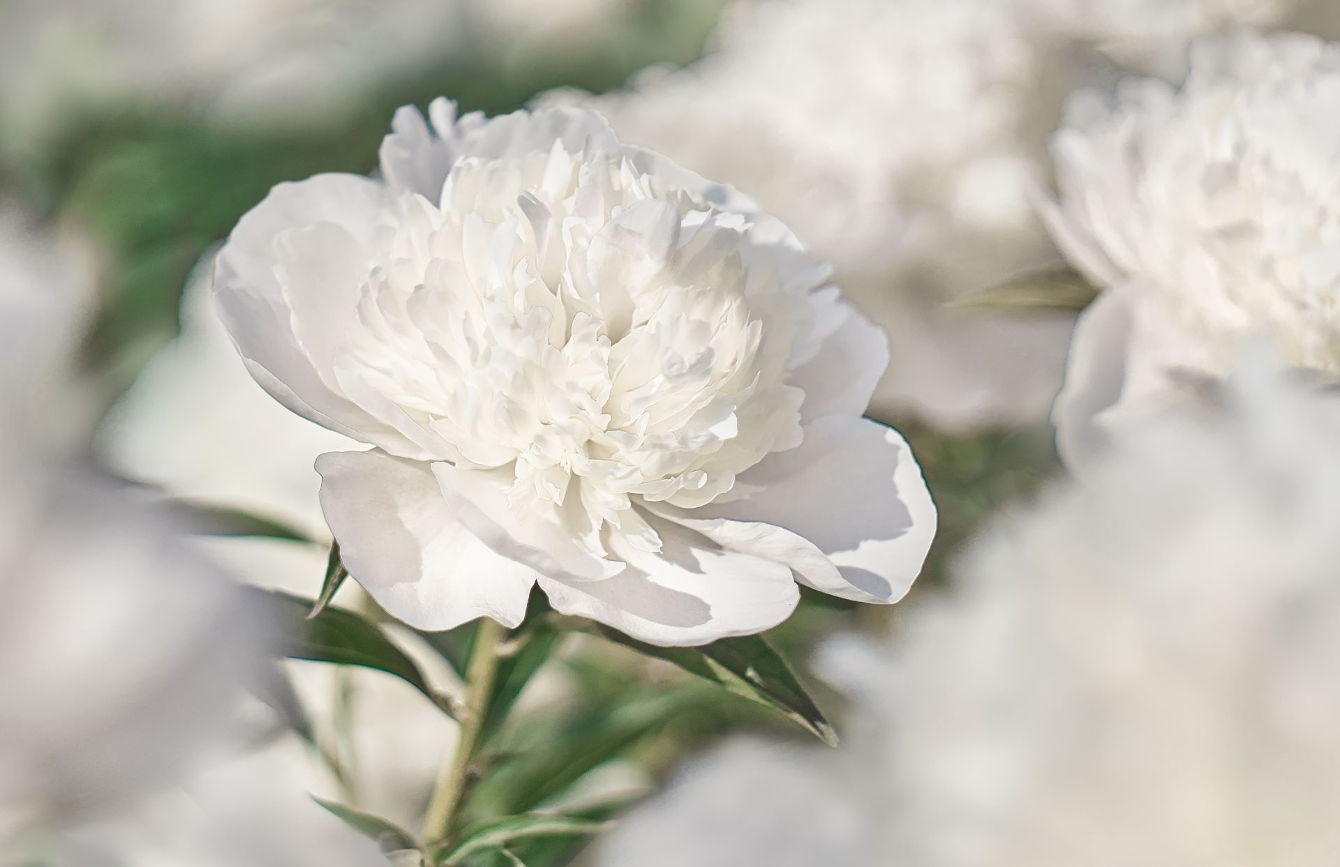 Ordering Flowers