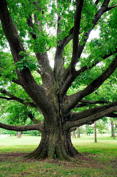 Healthy Tree Can Add Value to Your Home