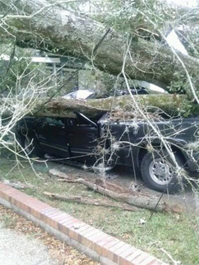 Old tree fall in a car — Tree Removal in Jacksonville, FL