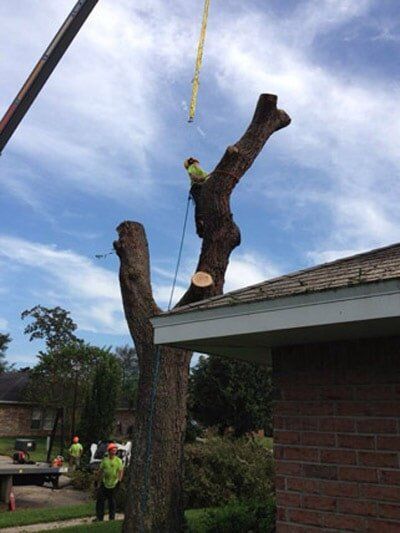 Man cut tree — Tree Removal in Jacksonville, FL