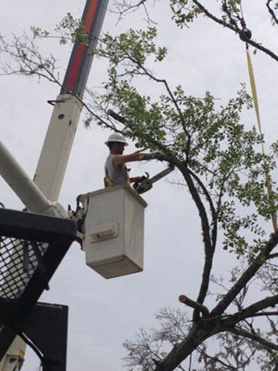 Tree pruning — Tree Removal in Jacksonville, FL