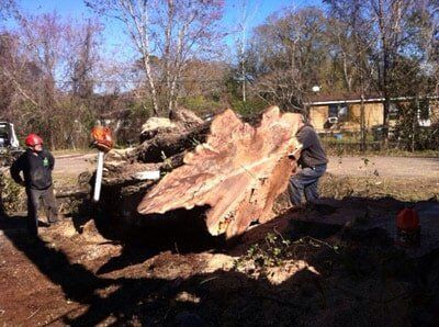 Tree trunk — Tree Removal in Jacksonville, FL