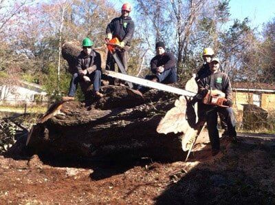 Group of men with chainsaw — Tree Removal in Jacksonville, FL