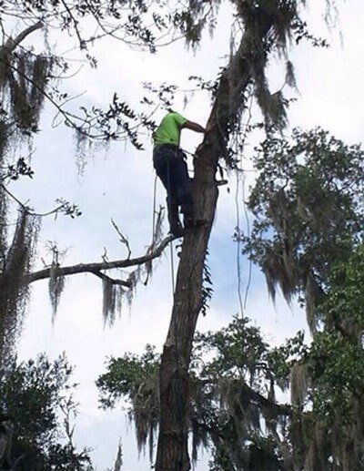 Man cutting branches — Tree Removal in Jacksonville