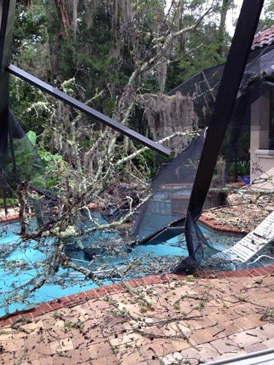 Tree — Tree Removal in Jacksonville, FL