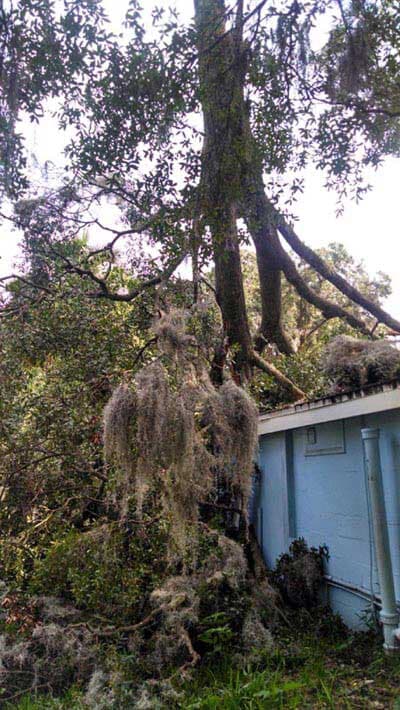 Old tree — Tree Removal in Jacksonville, FL
