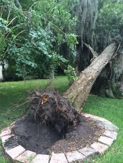 Fallen tree — Tree Removal in Jacksonville, FL
