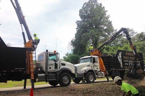 Man cut tree — Tree Removal in Jacksonville, FL
