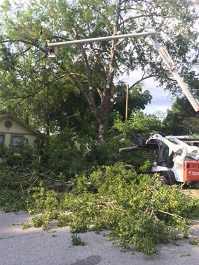Trees ready to cut — Tree Removal in Jacksonville, FL