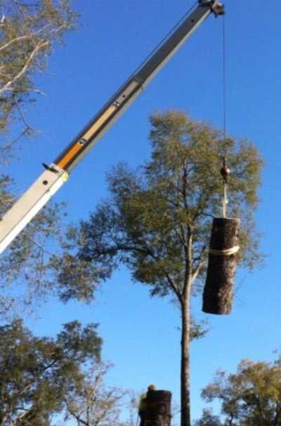 Crane use to collect cut tree — Tree Removal in Jacksonville, FL