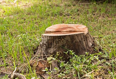 Tree stump — Tree Removal in Jacksonville, FL