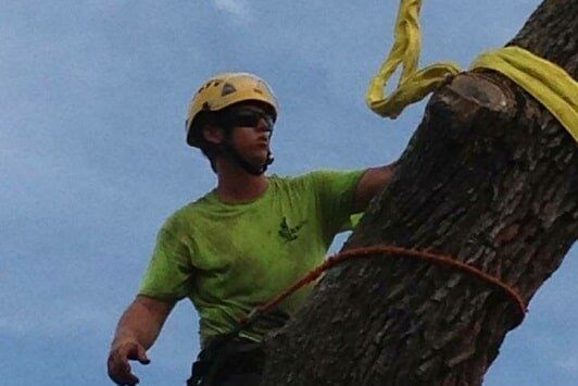 Chainsaw being used to cut a tree — Tree Removal in Jacksonville, FL Chainsaw being used to cut a tree — Tree Removal in Jacksonville, FL