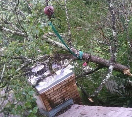 Tree Removal in Jacksonville, FL