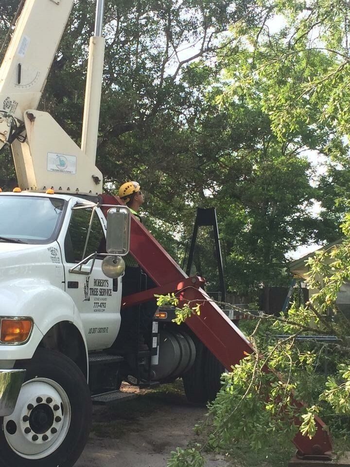 Removing a Tree - Tree Removal in Jacksonville, FL
